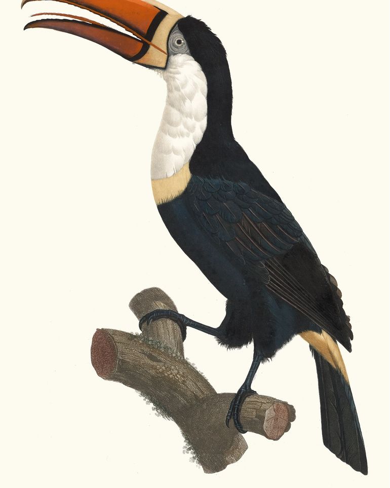 Hornbill on cut branch