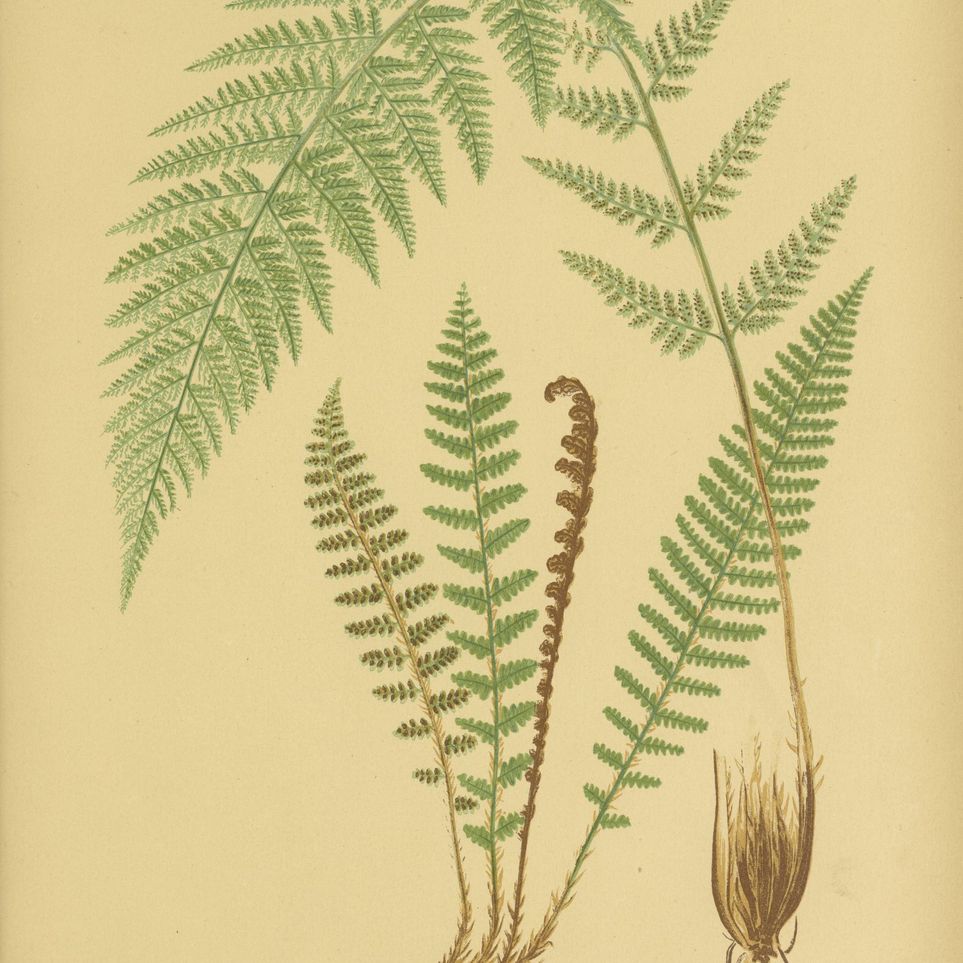 Fern fronds on tan paper