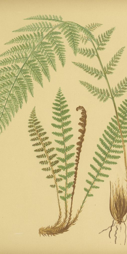 Fern fronds on tan paper