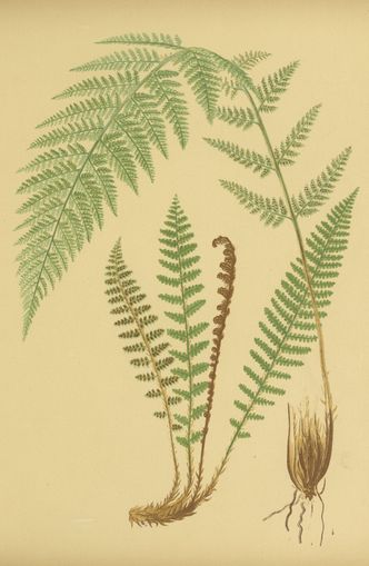 Fern fronds on tan paper