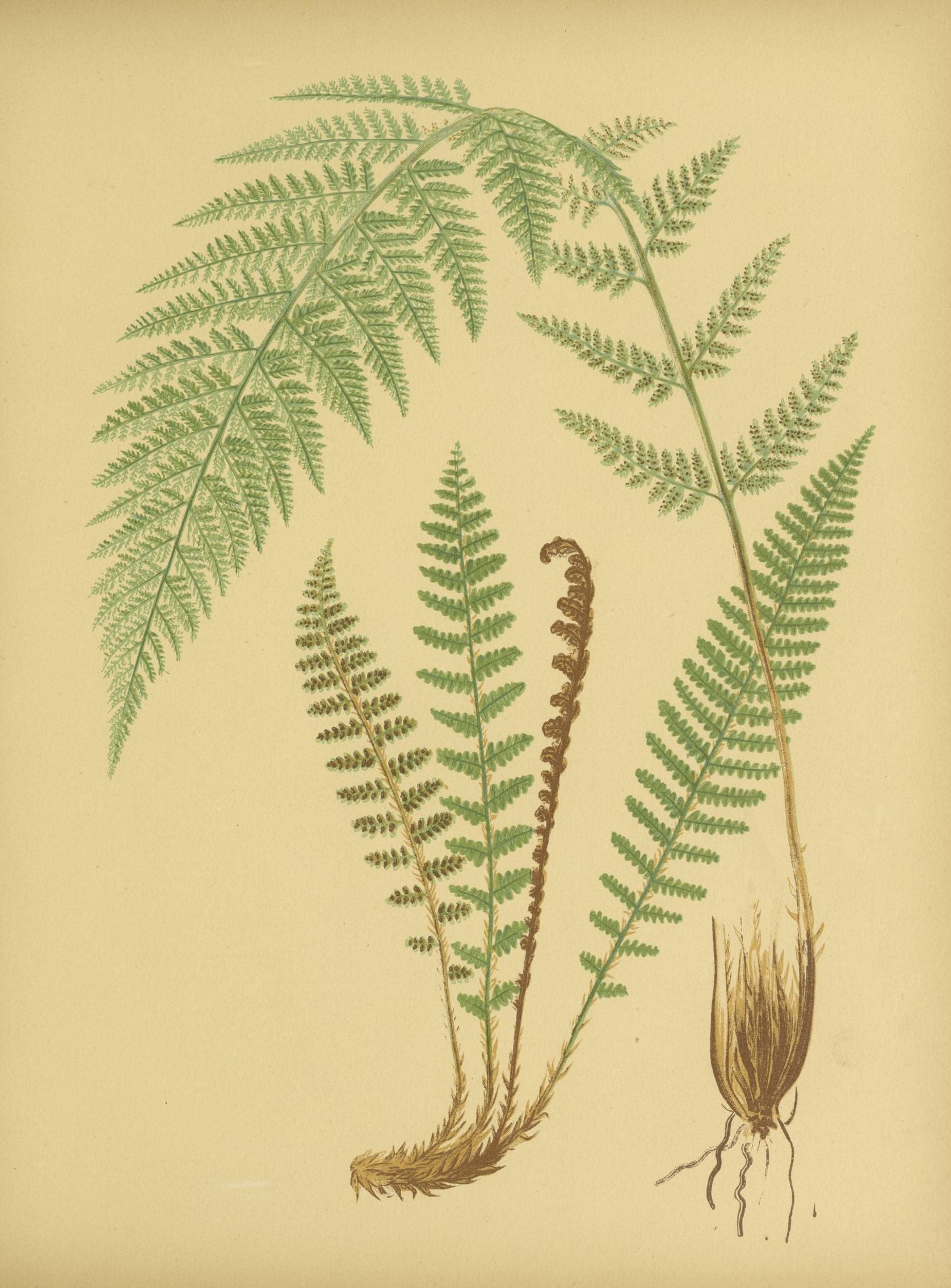 Fern fronds on tan paper