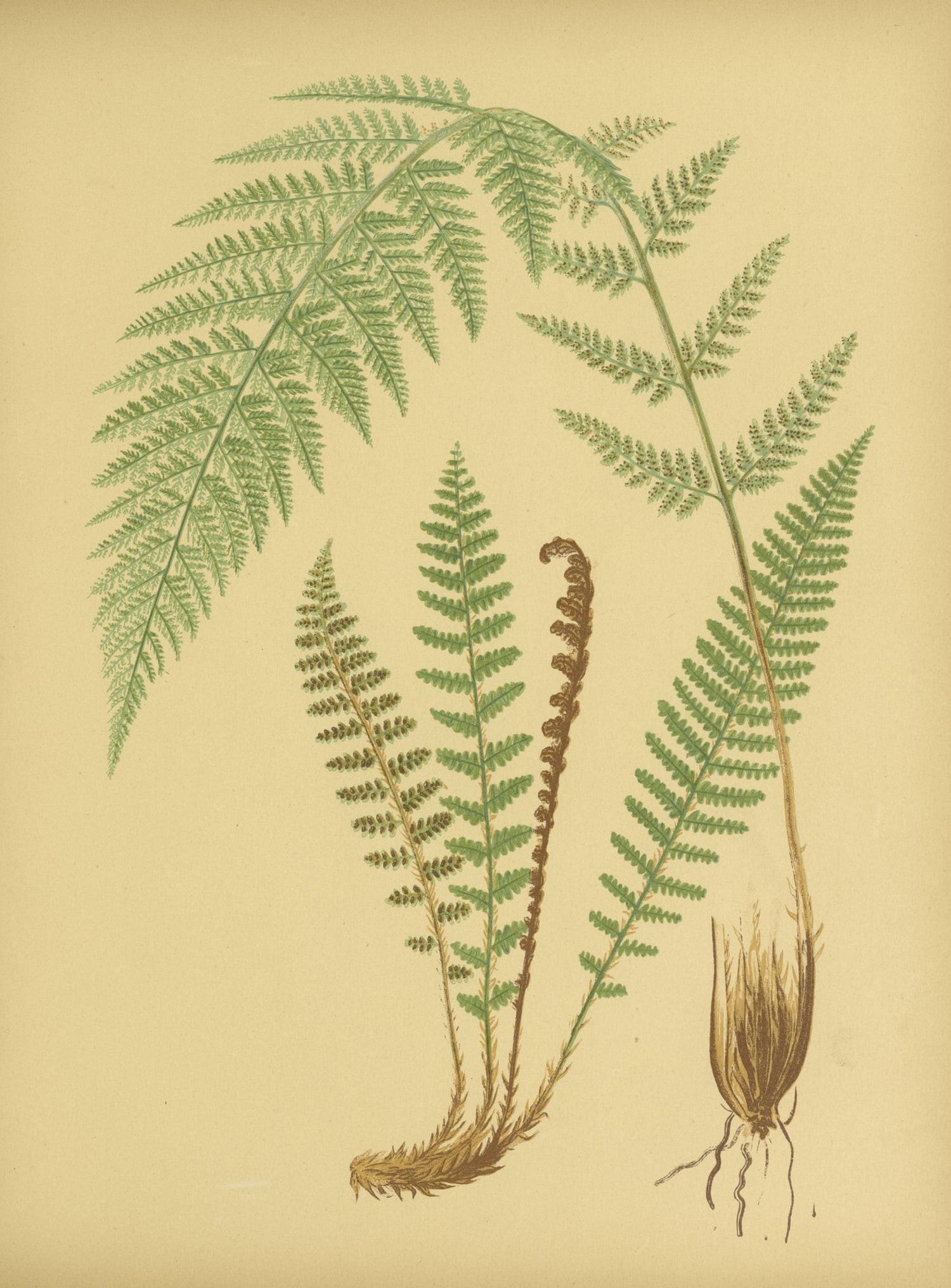 Fern fronds on tan paper