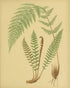 Fern fronds on tan paper