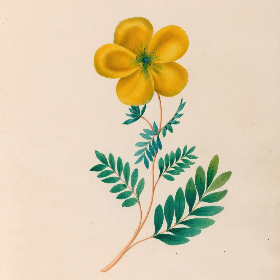 Yellow flower on pale paper