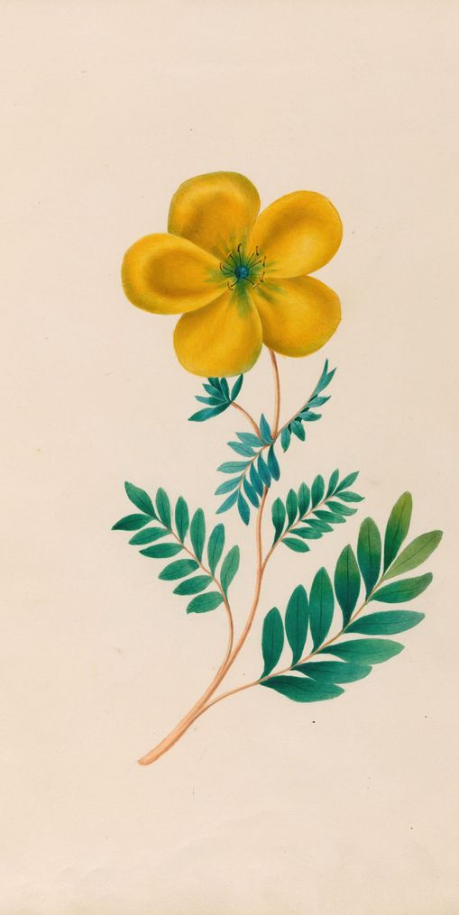 Yellow flower on pale paper