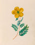 Yellow flower on pale paper