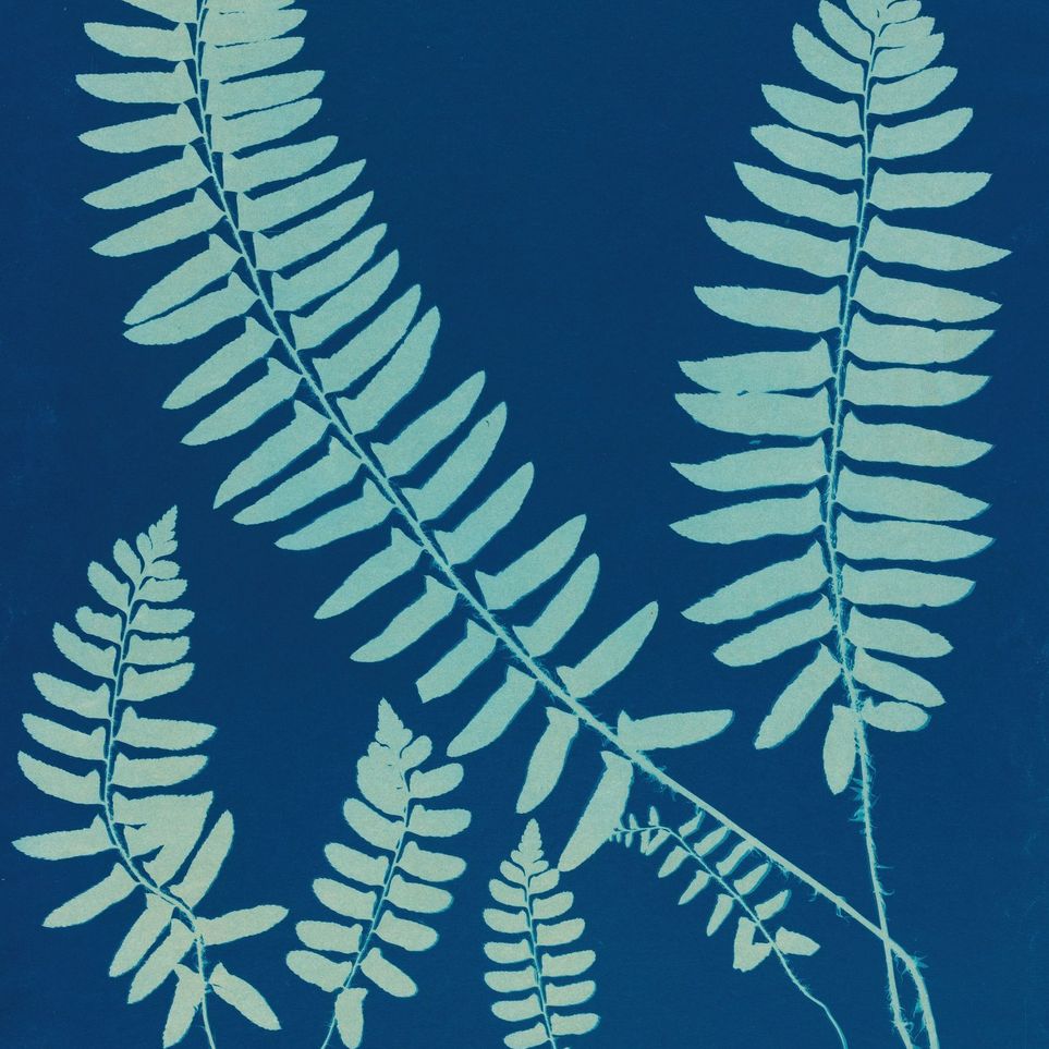 Fern shadows in blue