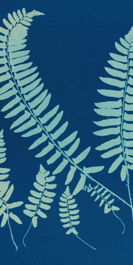 Fern shadows in blue