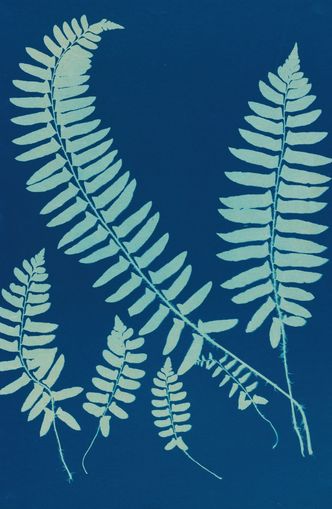 Fern shadows in blue