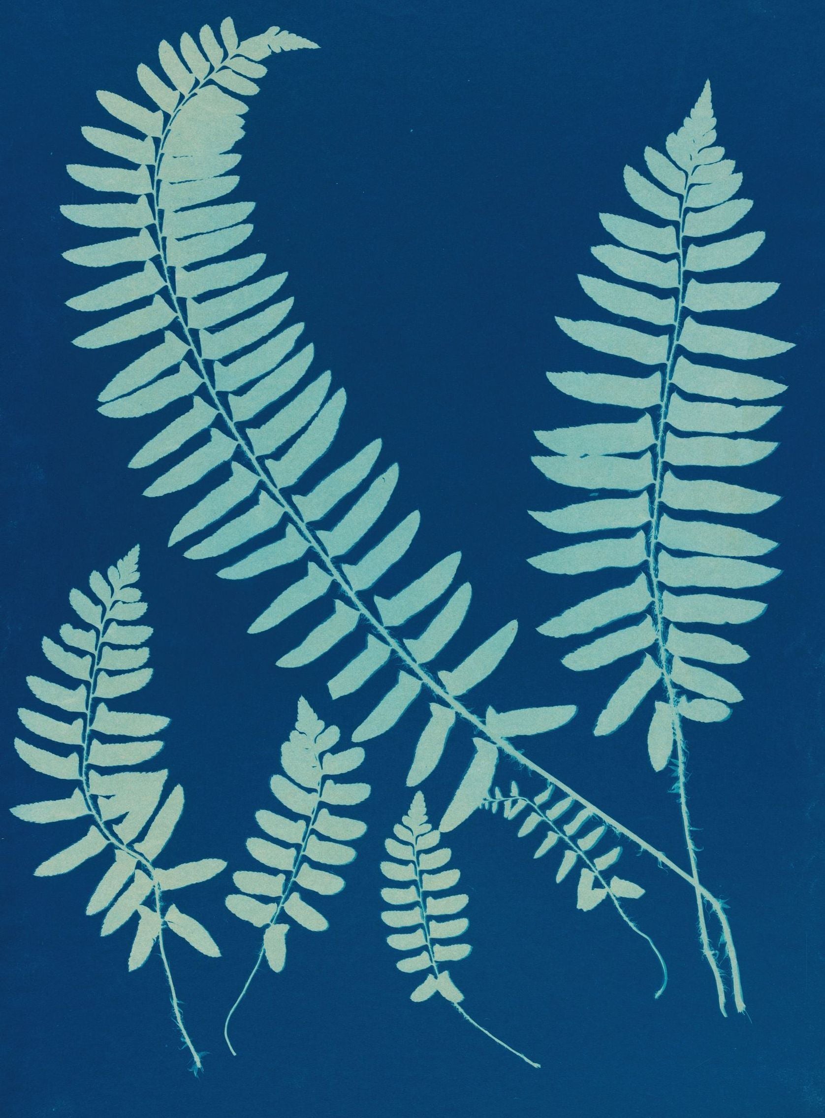 Fern shadows in blue