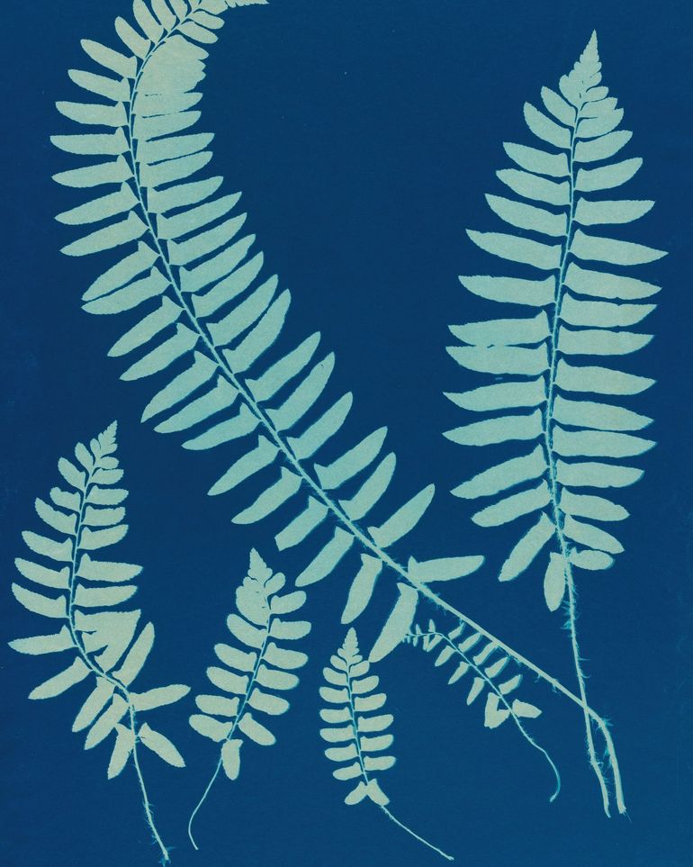 Fern shadows in blue