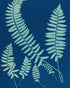 Fern shadows in blue
