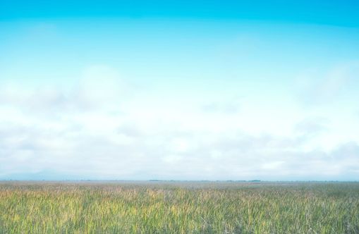 Grasslands