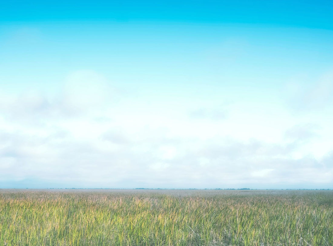 Grasslands