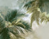 Palm Canopy