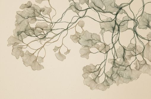 Open Canopies in Ink