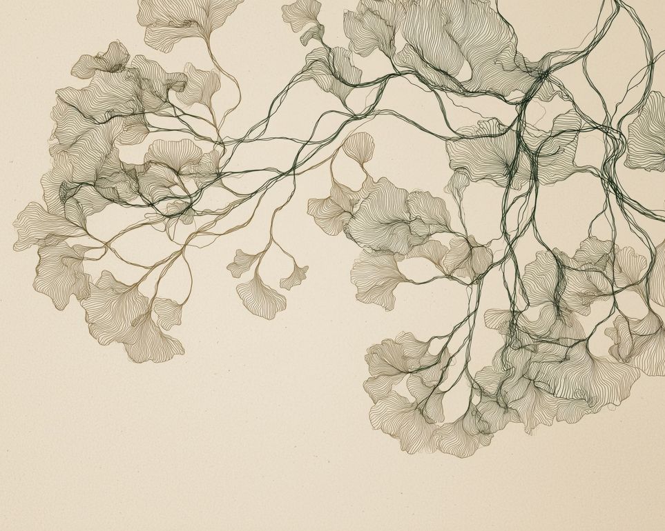 Open Canopies in Ink