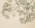 Open Canopies in Ink
